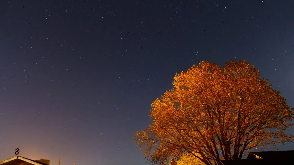 A serene starry night sky over rooftops with a prominently illuminated tree under moonlight.