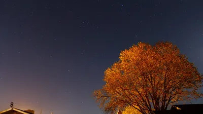 A serene starry night sky over rooftops with a prominently illuminated tree under moonlight.
